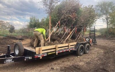 FREE TREES!